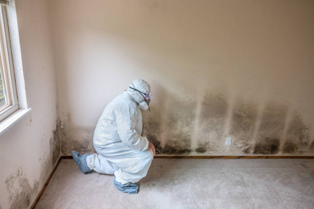 Trusted Eagle River, WI Mold Removal Experts