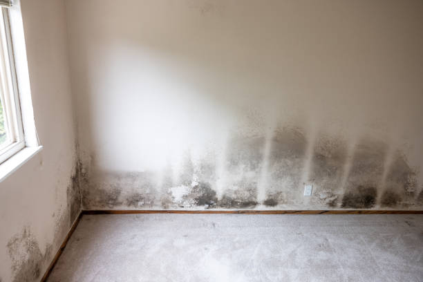 Biohazard Mold Removal in Eagle River, WI